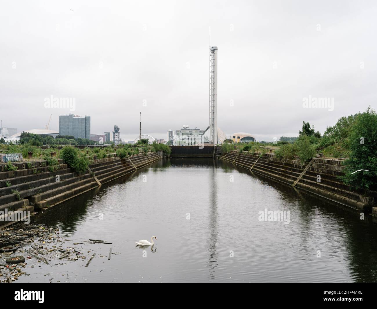 A swan swimming across the basin in the now disused Govan Graving Docks with the Science Centre and Glasgow Tower in the background, Scotland. Stock Photo