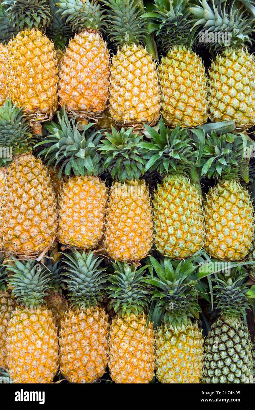 The pineapple is a tropical plant with an edible fruit and is the most economically significant plant in the family Bromeliaceae. The pineapple is ind Stock Photo