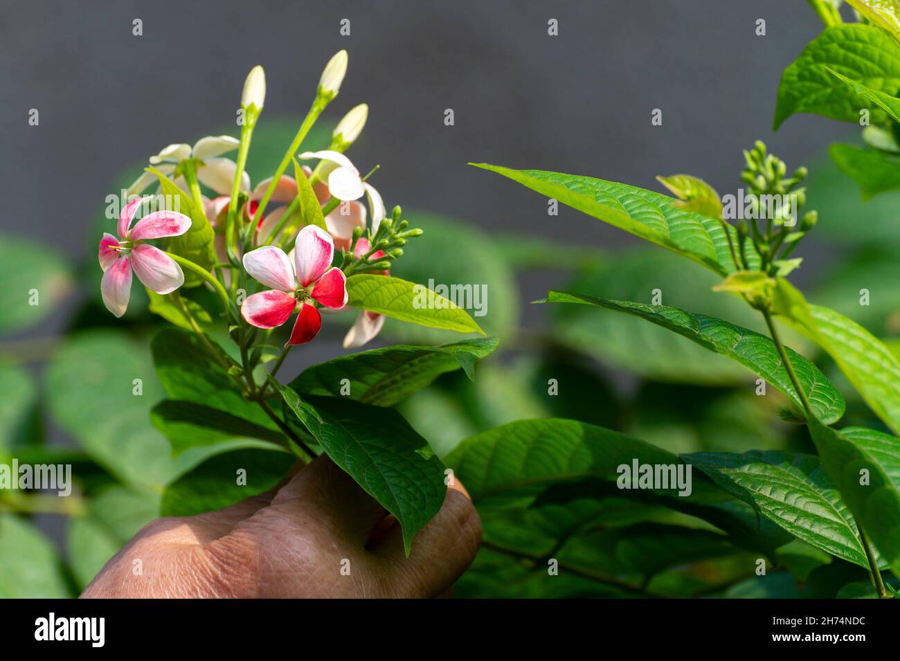 Aged woman proudly showing Madhabilata flower, Hiptage benghalensis, often called hiptage grown in home garden. Howrah, West Bengal, India. Stock Photo
