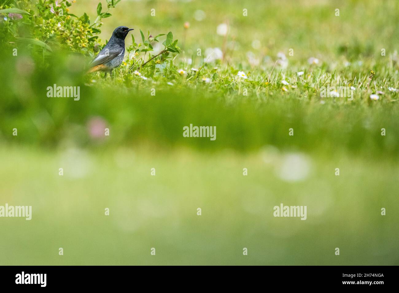 Black redstart (Phoenicurus ochruros), male on the ground Stock Photo