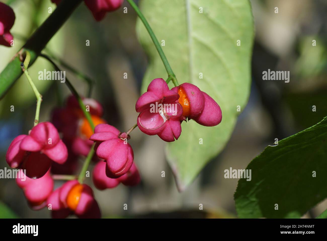 Close up rose red fruit and blurred fruit of Spindle, European spindle, common spindle (Euonymus europaeus). Family Celastraceae. Dutch garden, autumn Stock Photo