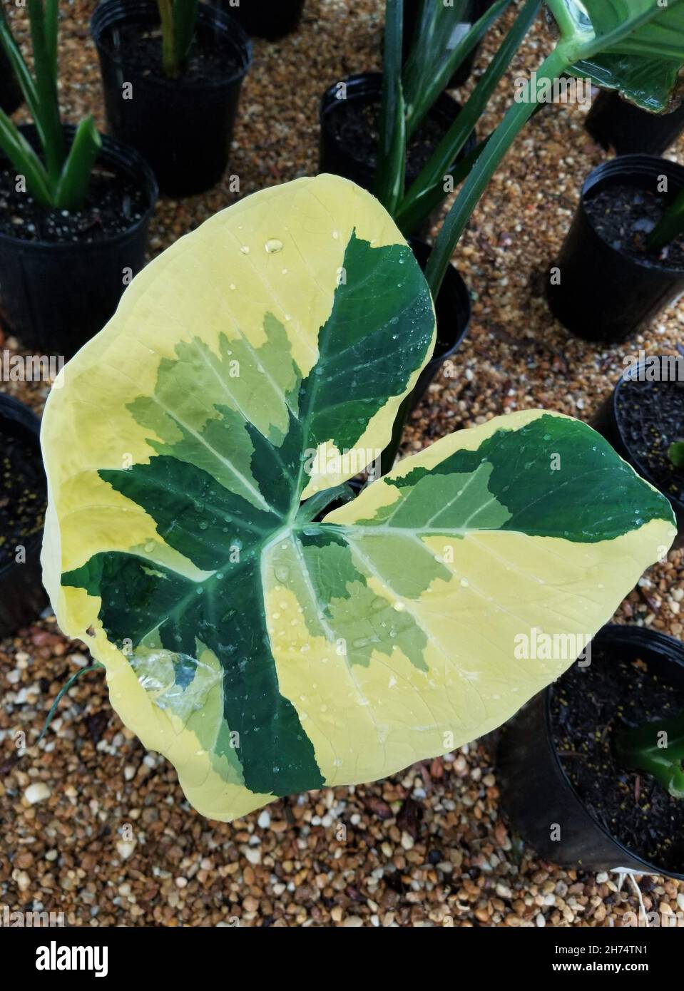 Beautiful variegated leaf of Alocasia Xanthosoma Stock Photo - Alamy
