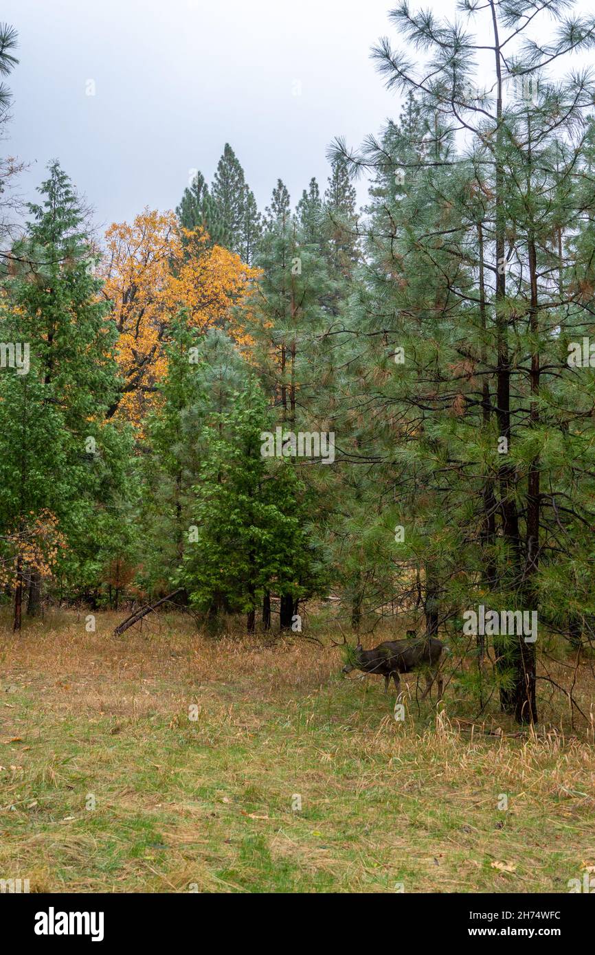 Fog in forest many leafs hi-res stock photography and images - Alamy