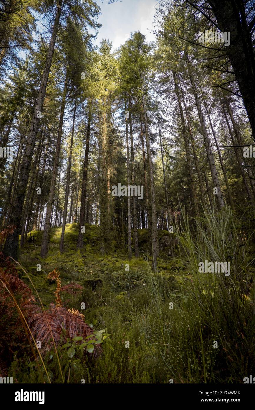 Sun shining through trees in Scottish forest Stock Photo Alamy