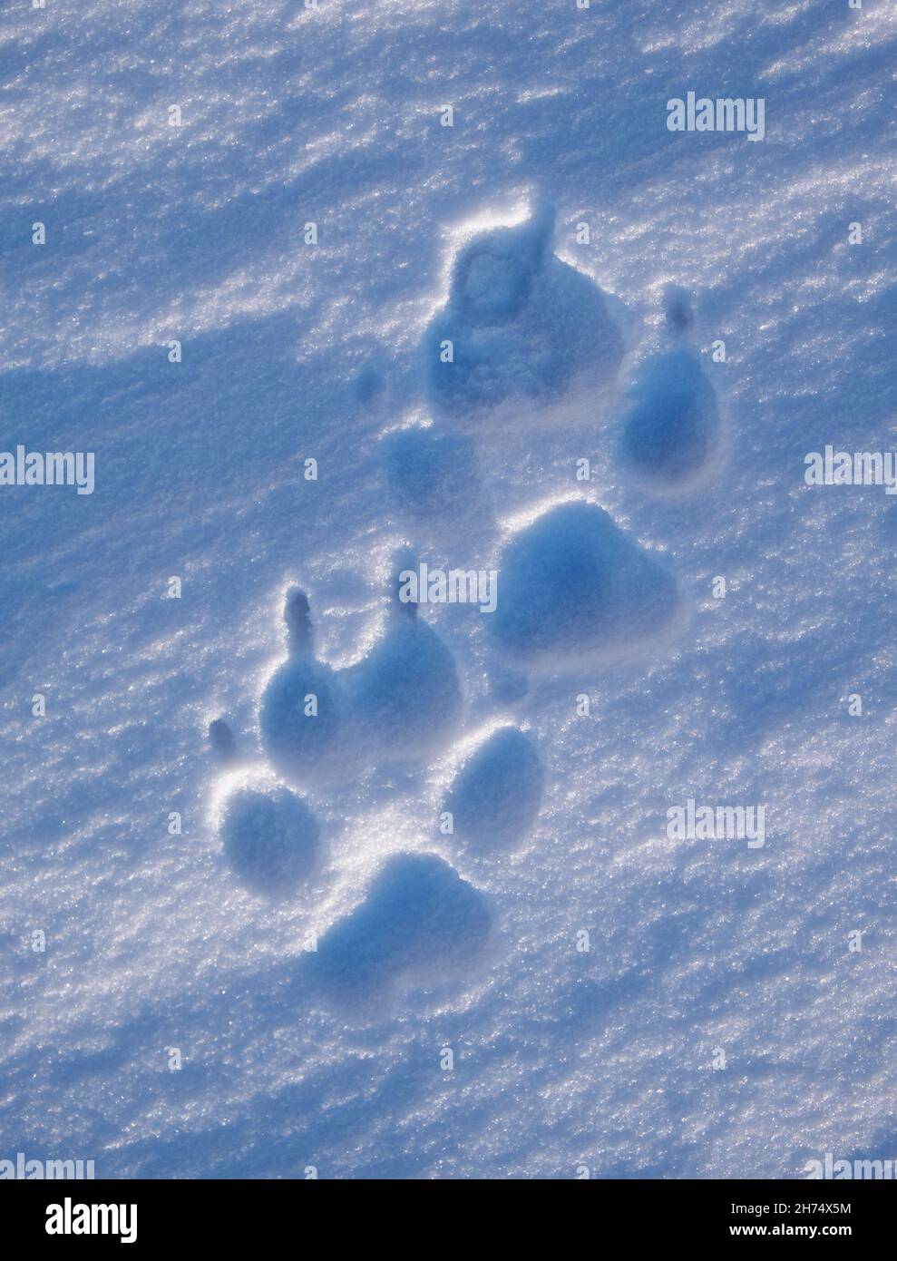 Dog footprint in the snow. Texture of winter snow surface. Blue natural snow background. Stock Photo