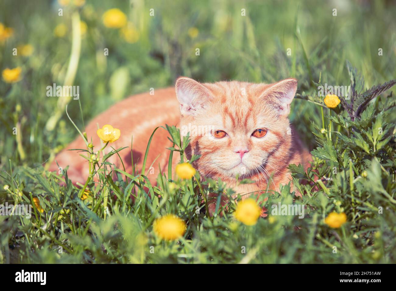Small ginger kitten lying on the flower lawn. Cat enjoying spring Stock Photo