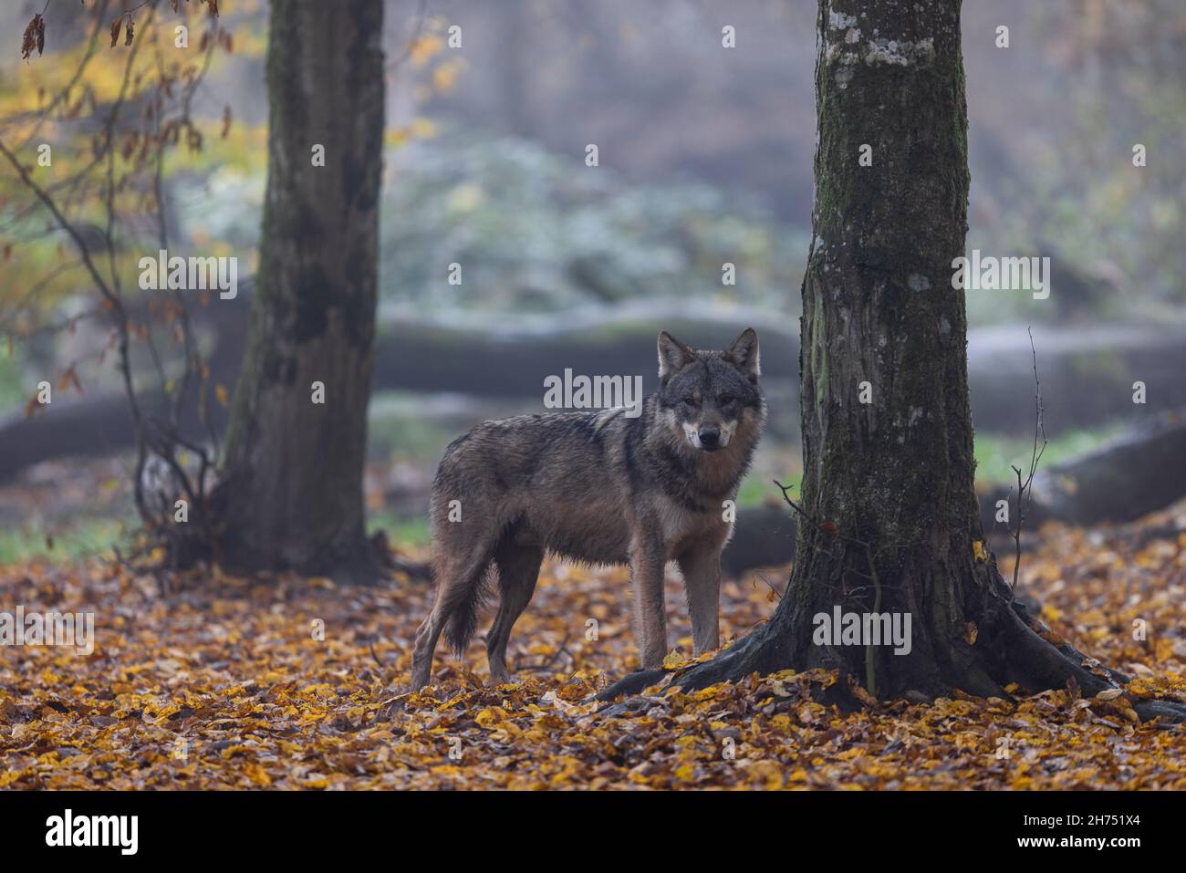 A grey wolf in the forest Stock Photo - Alamy