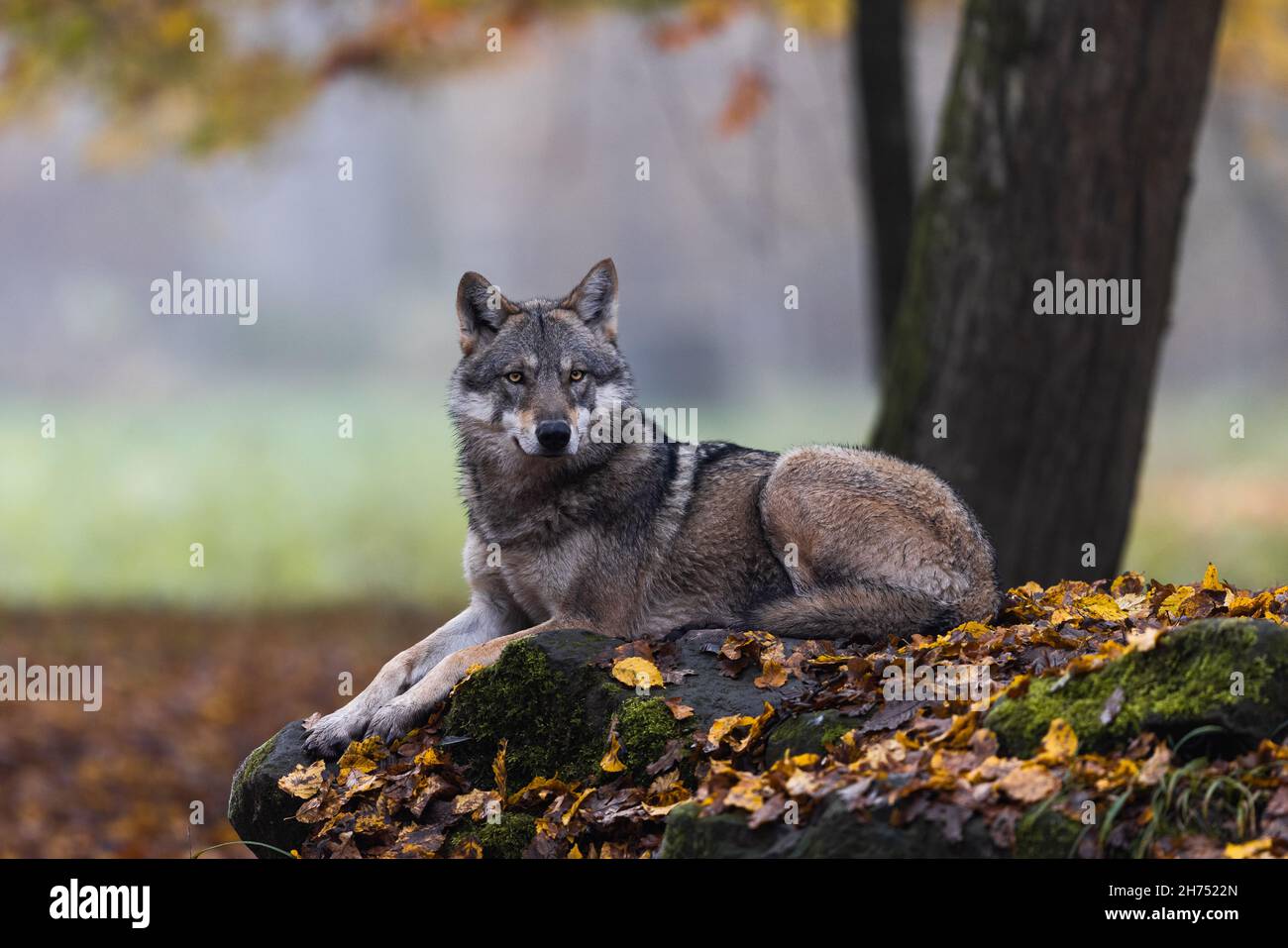 A grey wolf in the forest Stock Photo - Alamy