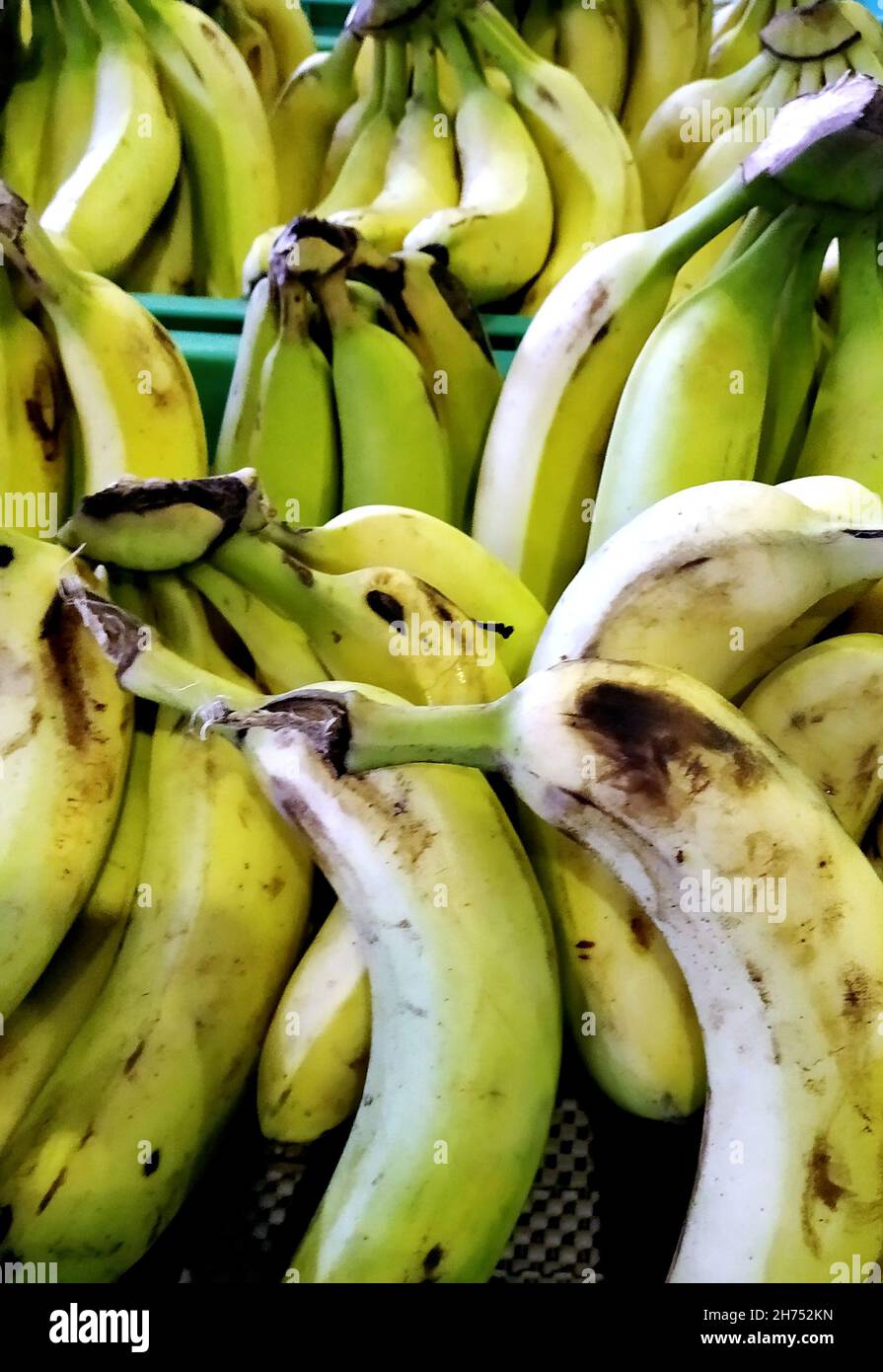 A display of green bunches of Bananas in a Grocery Store Stock Photo Alamy