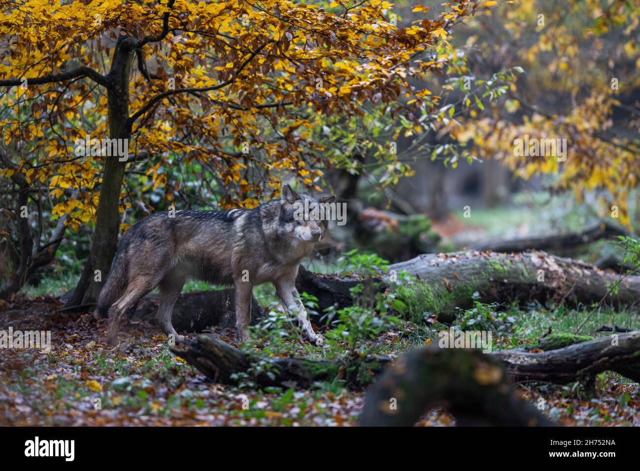 A grey wolf in the forest Stock Photo - Alamy