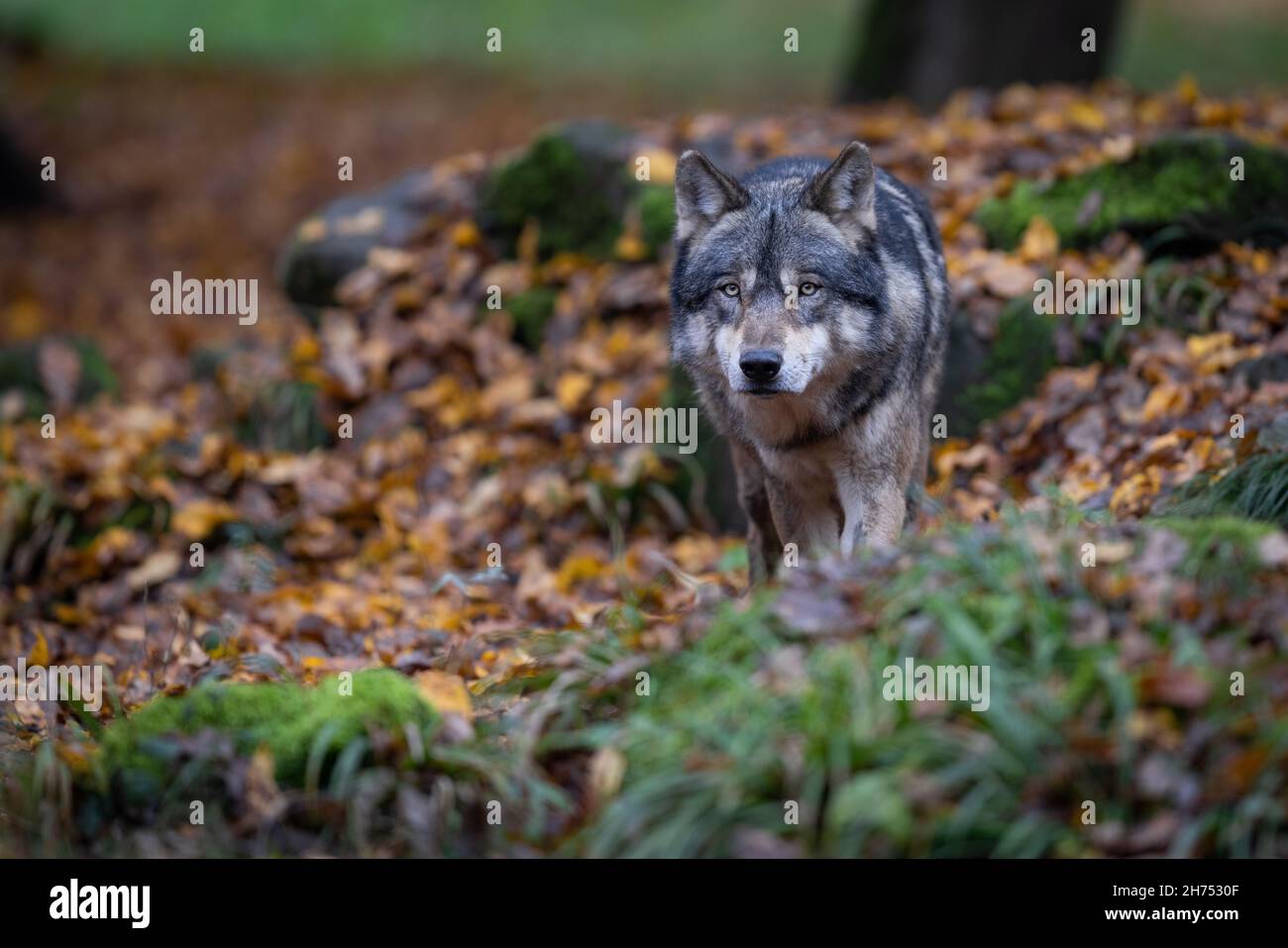 A grey wolf in the forest Stock Photo - Alamy