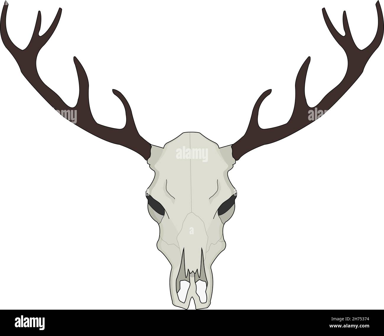 Deer skull vector illustration. Color Stock Vector Image & Art - Alamy