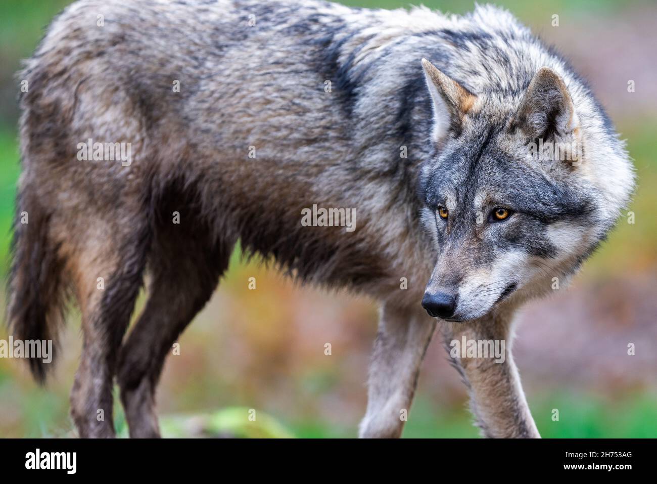A grey wolf in the forest Stock Photo - Alamy
