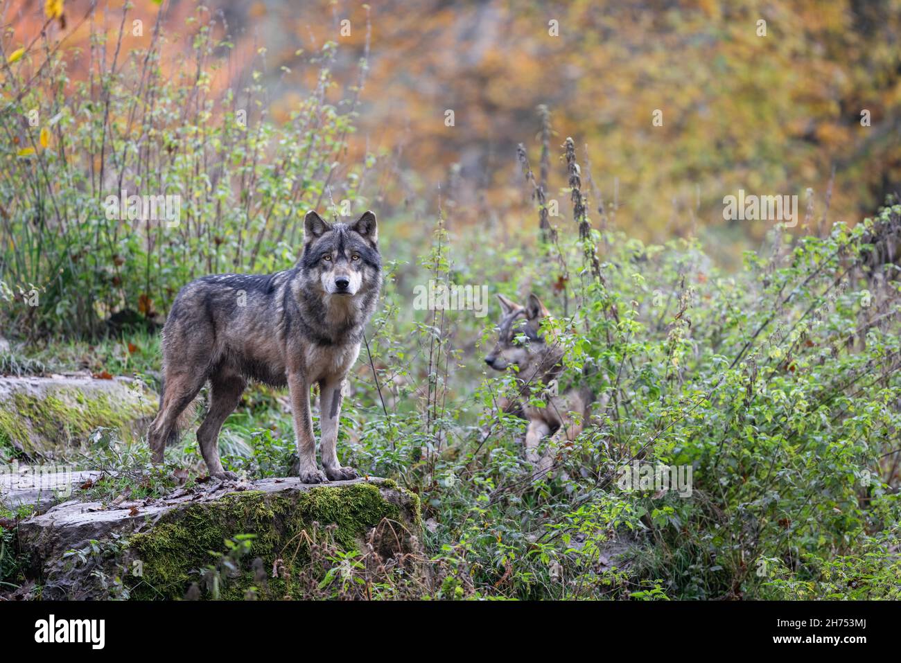 A grey wolf in the forest Stock Photo - Alamy
