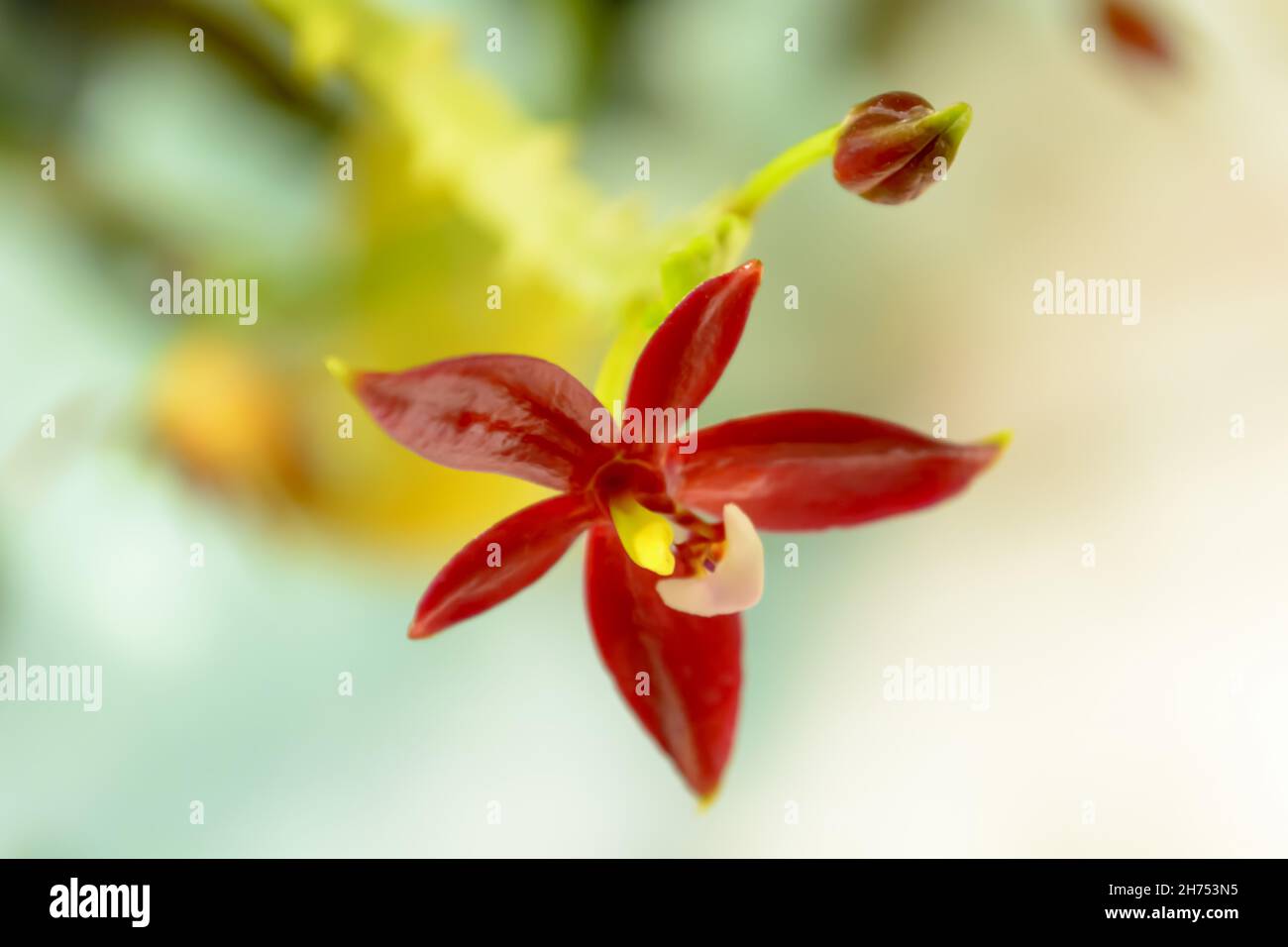 Closeup of the blossomed beautiful orchid flower Stock Photo