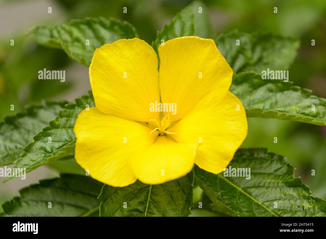 Closeup of the blossomed yellow Damiana flower Stock Photo