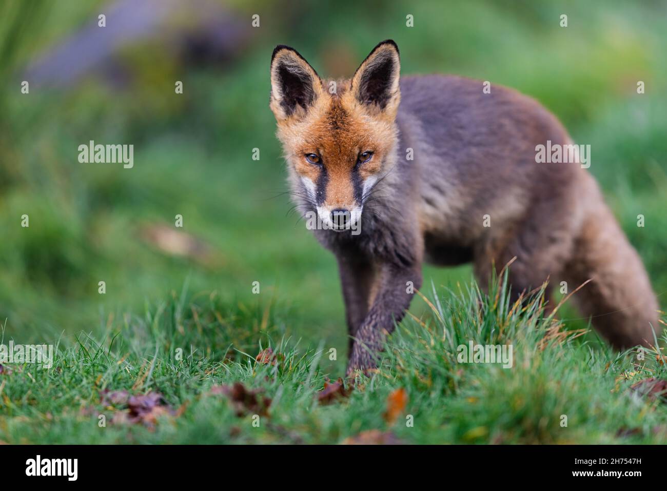A red fox walking in the forest Stock Photo