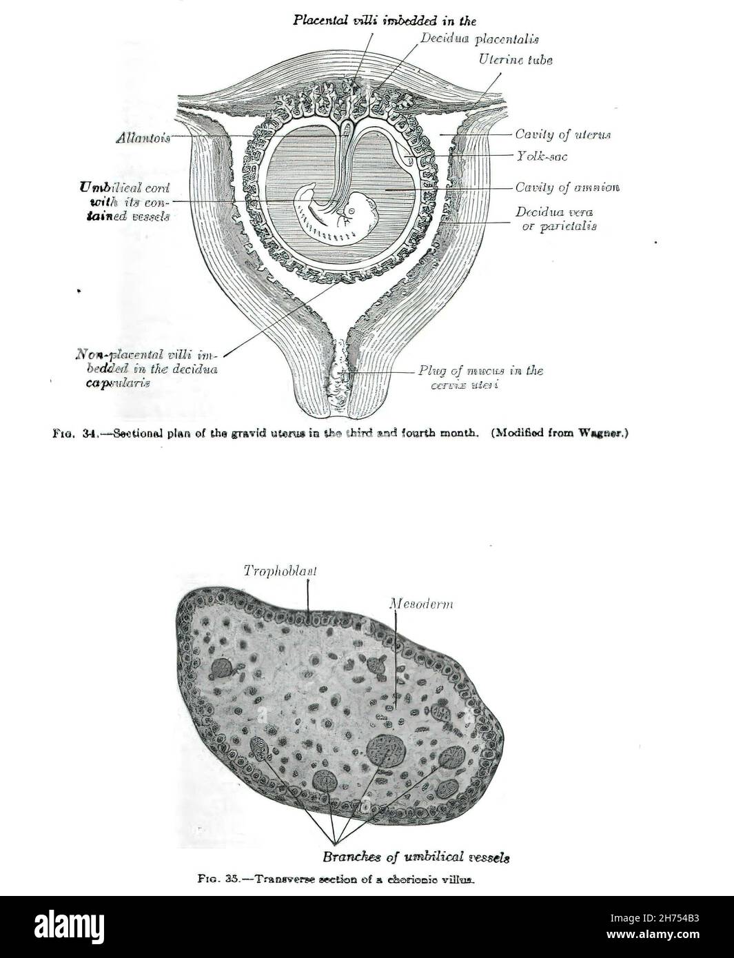 Illustration of the placenta Stock Photo - Alamy