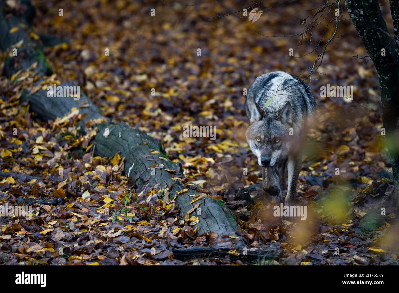 A grey wolf in the forest Stock Photo - Alamy