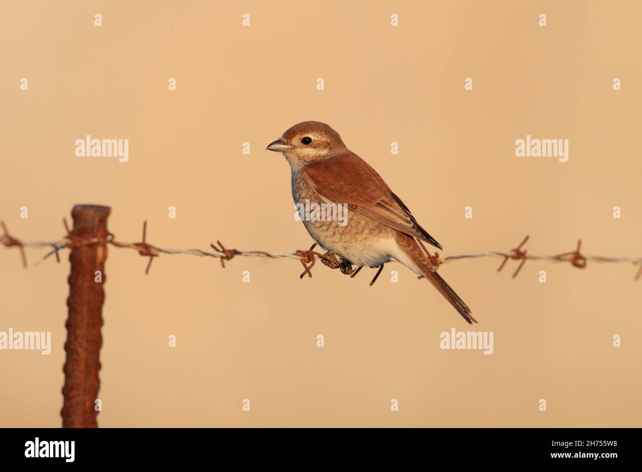A female Red-backed Shrike (Lanius collurio) on the Greek island of Lesvos in spring Stock Photo