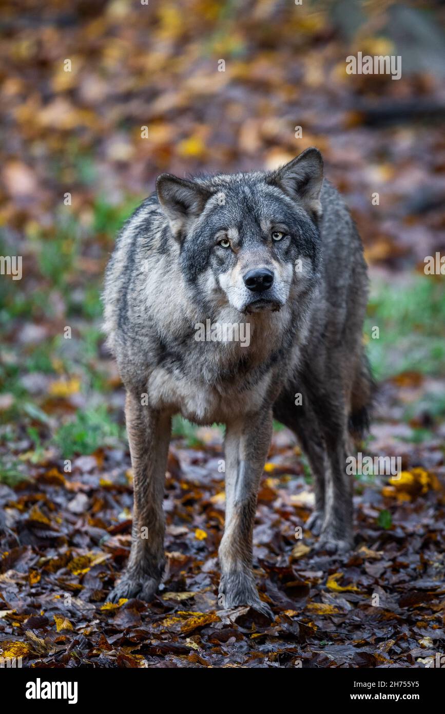 A grey wolf in the forest Stock Photo - Alamy
