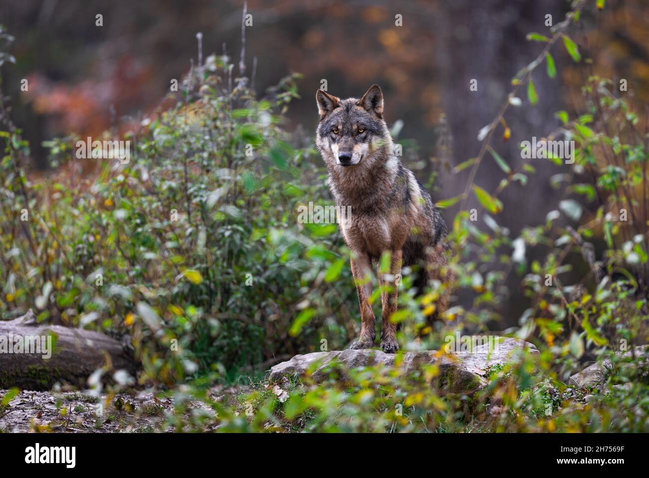 A grey wolf in the forest Stock Photo - Alamy