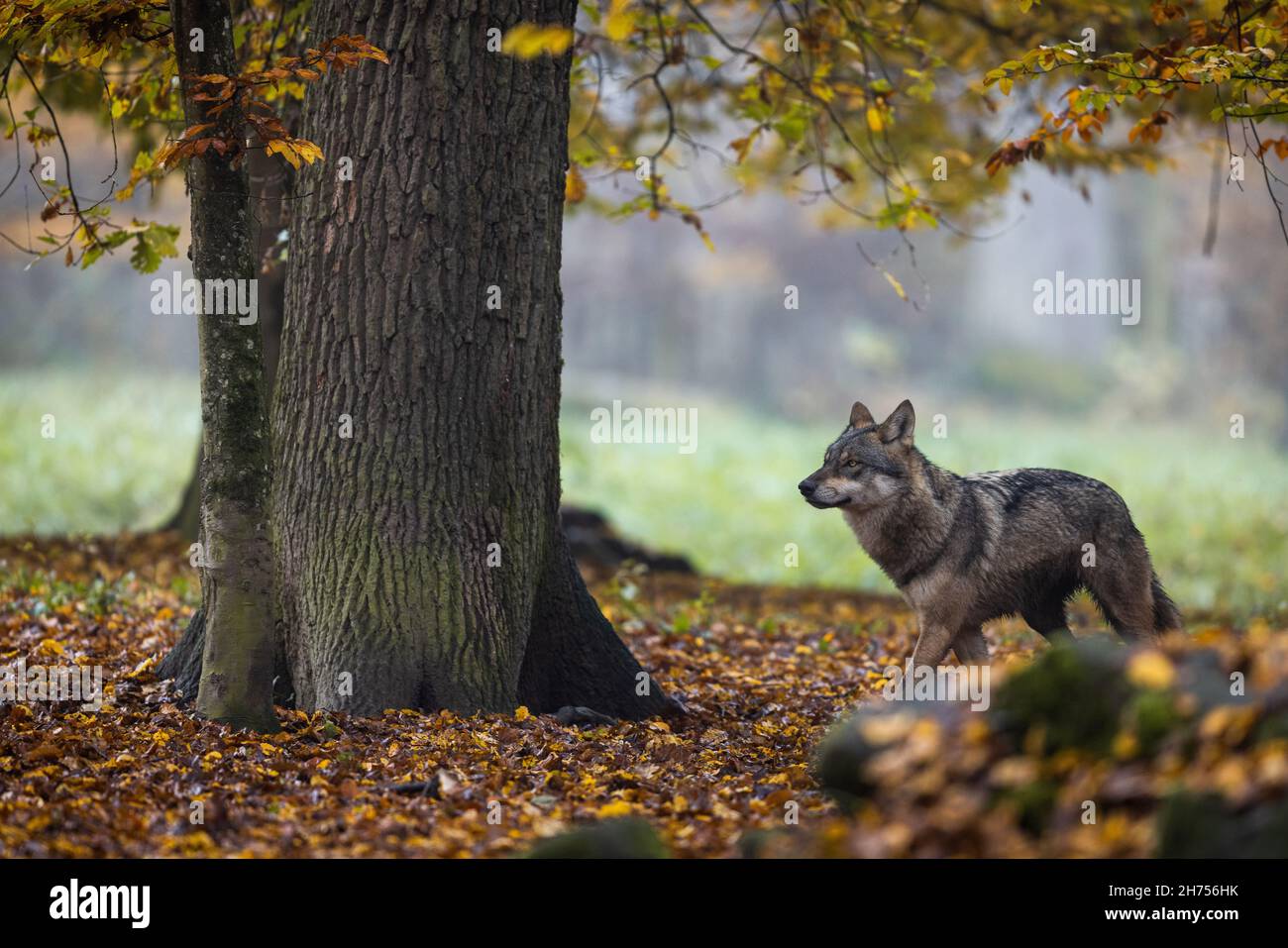 A grey wolf in the forest Stock Photo - Alamy