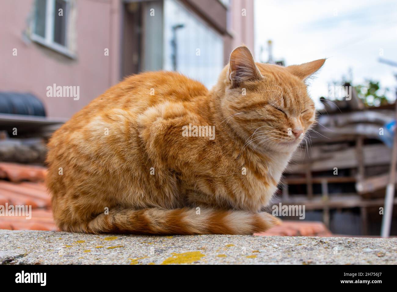 Orange stray big cat hi-res stock photography and images - Alamy