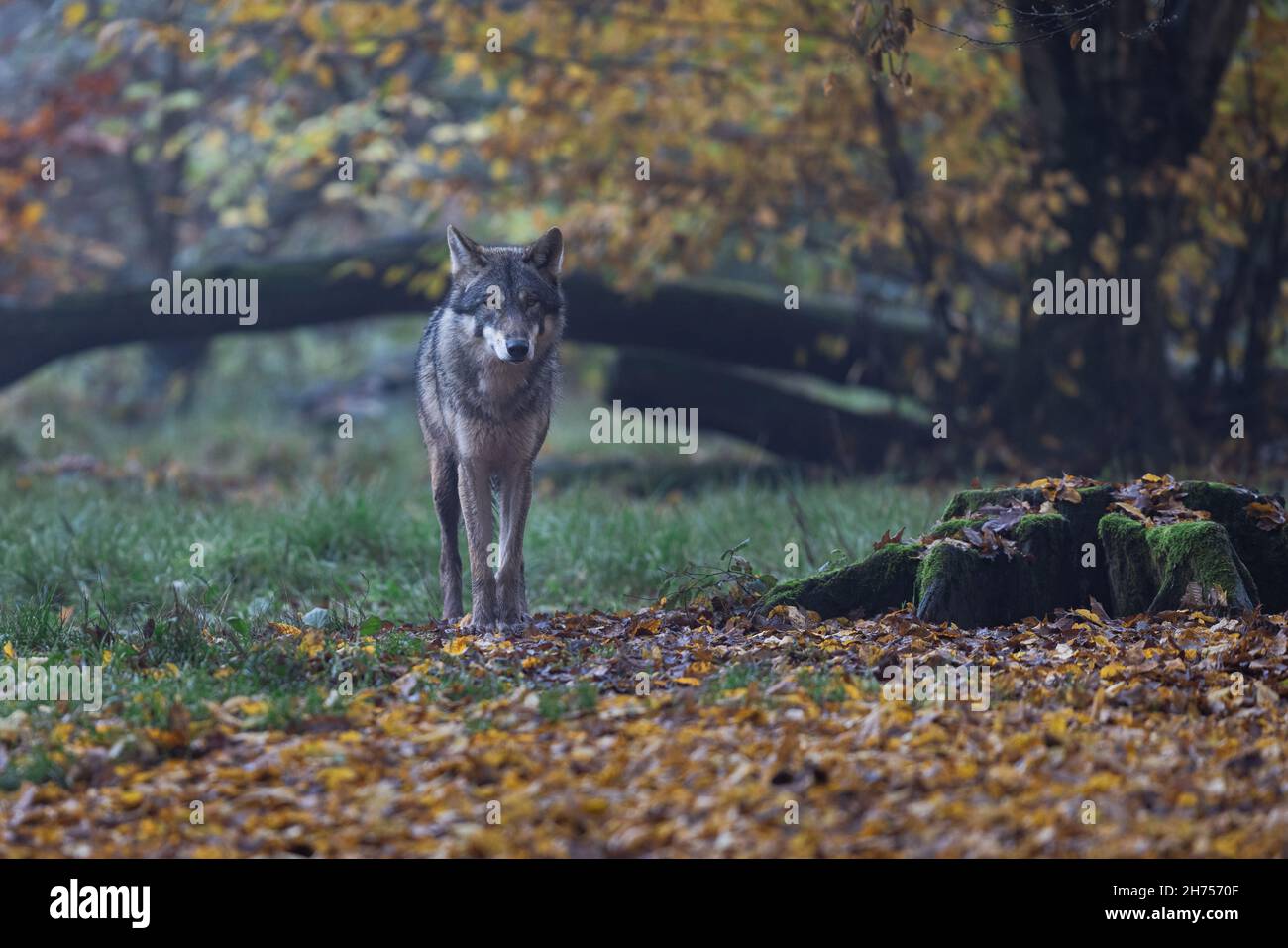 A grey wolf in the forest Stock Photo - Alamy