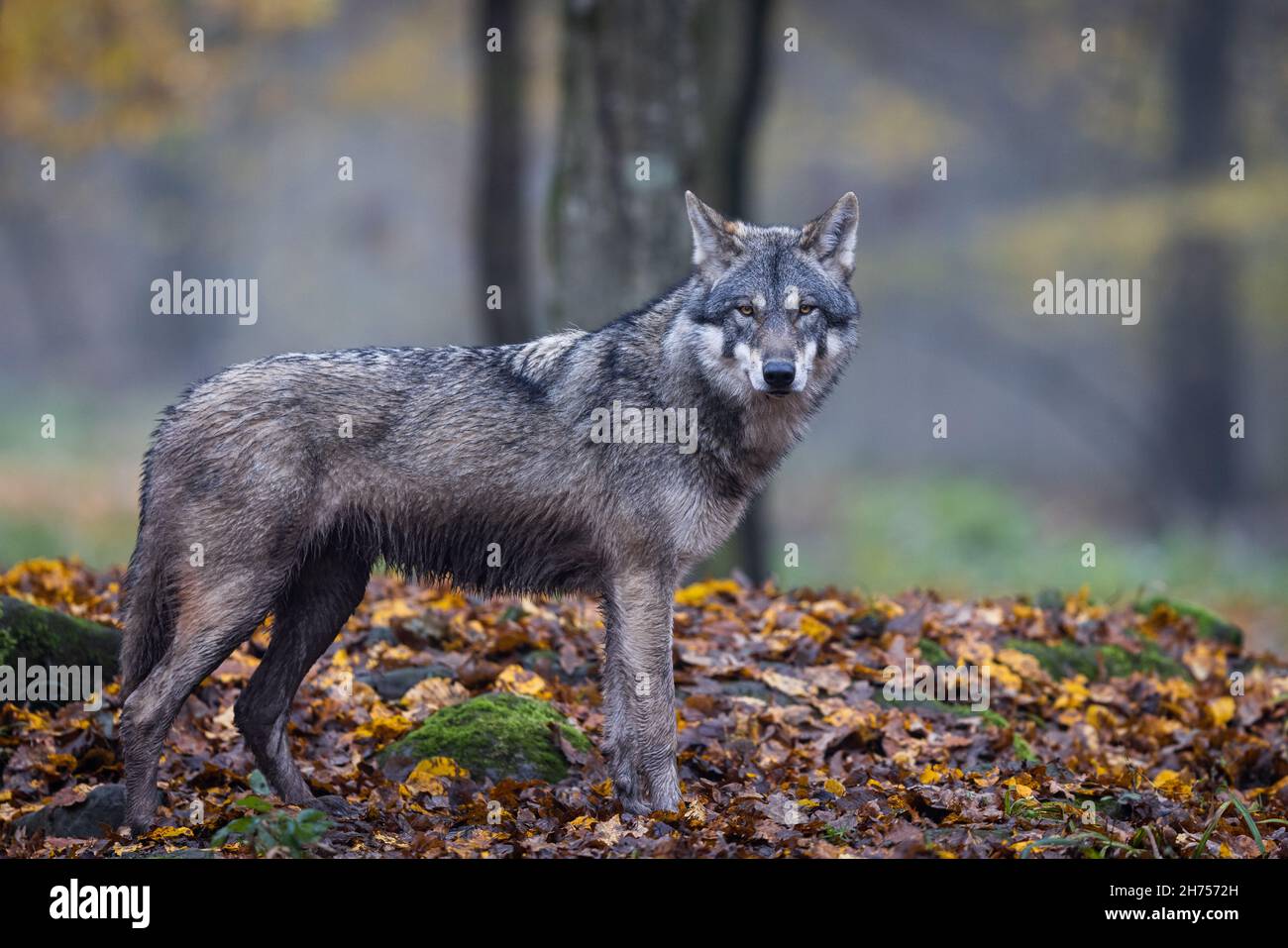 A grey wolf in the forest Stock Photo - Alamy