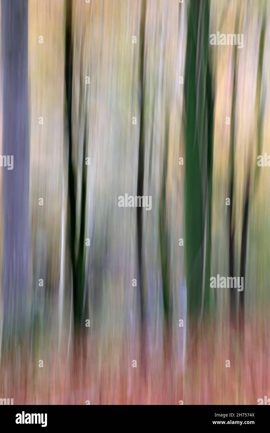 Motion blur of autumn trees in Barton Wood Devon UK Stock Photo