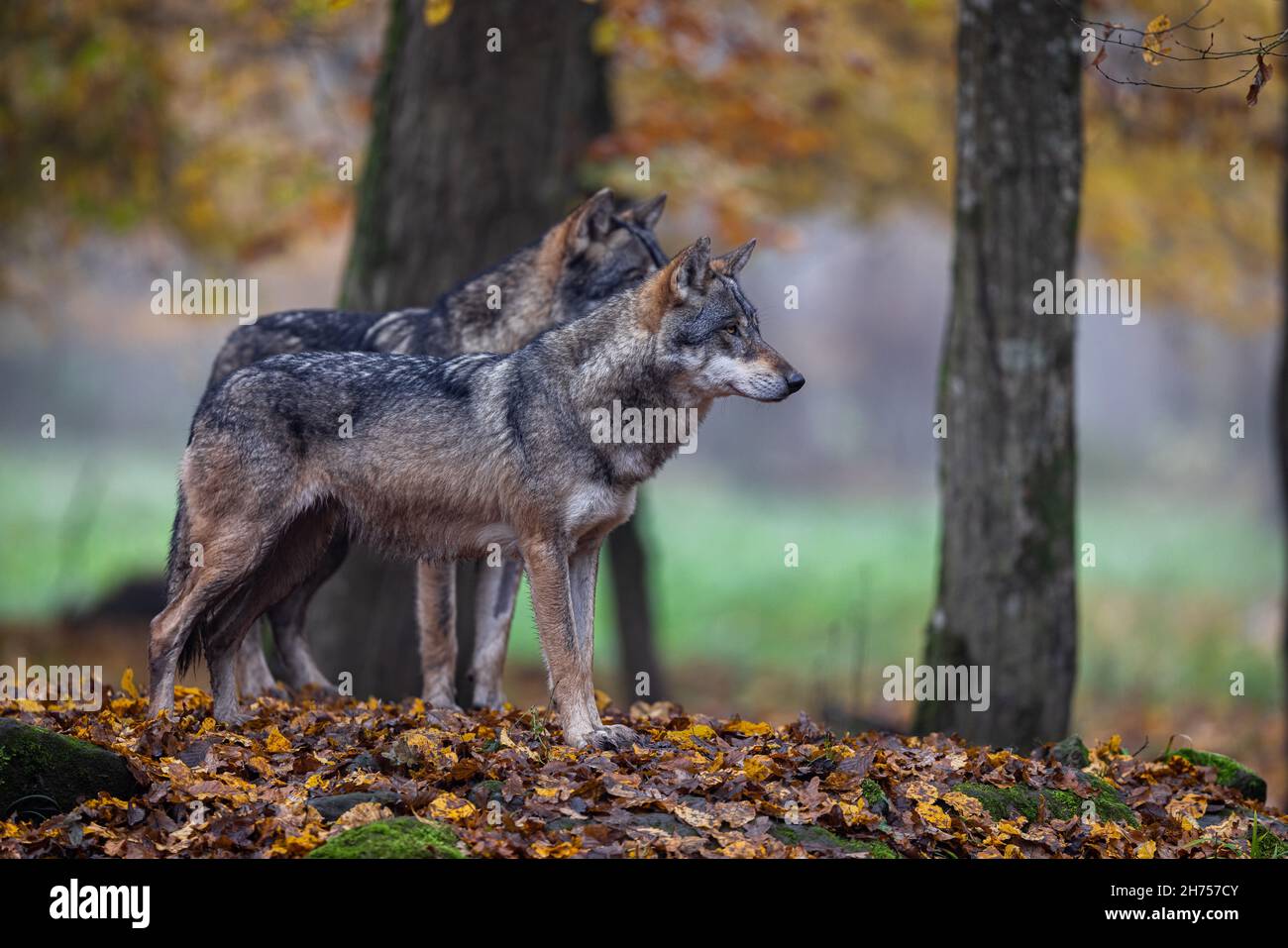 A grey wolf in the forest Stock Photo - Alamy