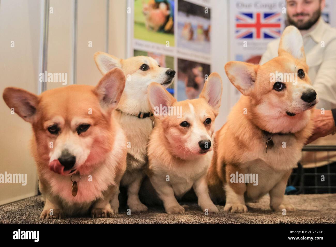 Excel Exhibition Centre, London, UK, 20th Nov 2021.Welsh Corgis (Pembroke) Edward, Coby, Lola and Barney, famous for being the breed of Corgi the Queen keeps, happily pose at the Welsh Corgi League stand.  London's biggest dog event, Discover Dogs, returns to ExCeL London, giving visitors the opportunity to meet, greet and cuddle hundreds of dogs, and to celebrate the ways in which man's best friend helped thousands and have been our everyday heroes during the pandemic. The show is organised by The Kennel Club. Stock Photo