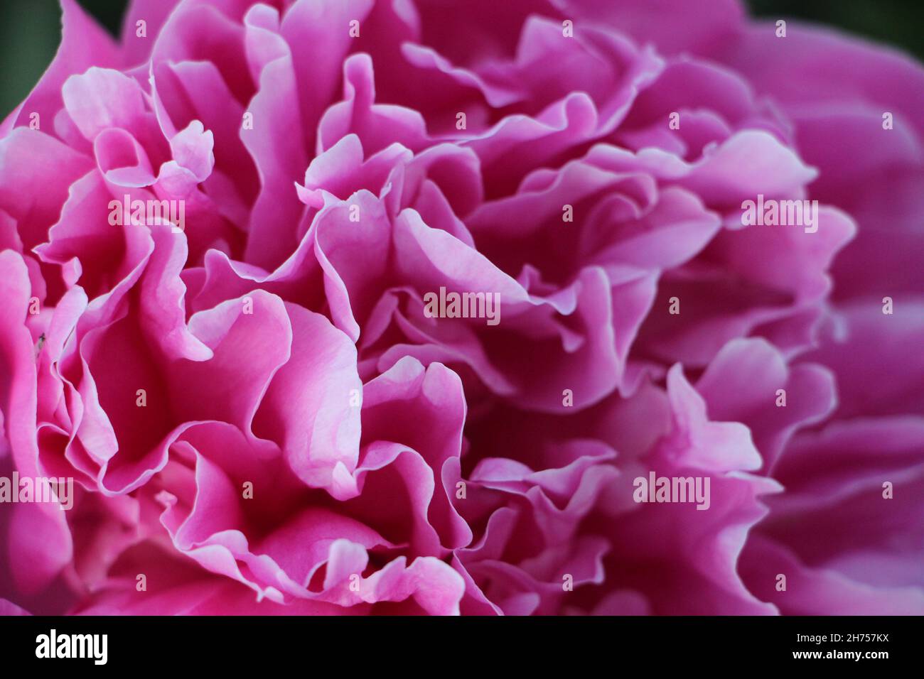 pink peony flower petals closeup macro romantic background Stock Photo ...