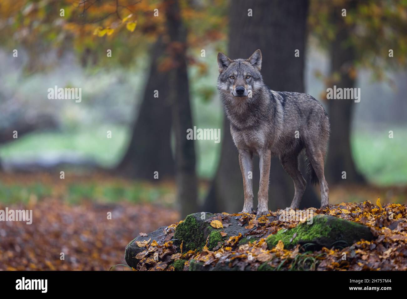 A grey wolf in the forest Stock Photo - Alamy