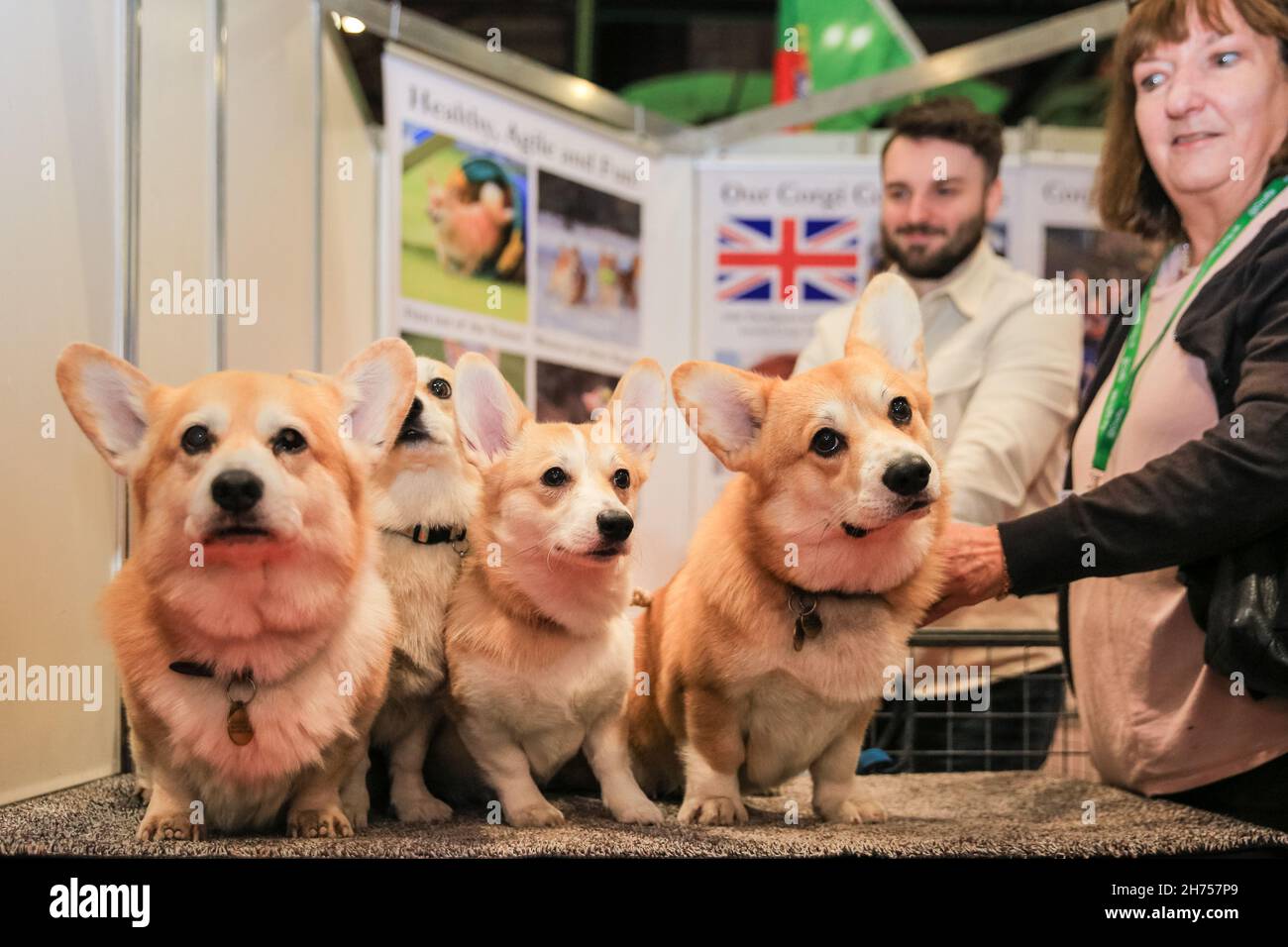 Excel Exhibition Centre, London, UK. 20th Nov, 2021. Welsh Corgis (Pembroke) Edward, Coby, Lola and Barney, famous for being the breed of Corgi the Queen keeps, happily pose at the Welsh Corgi League stand. London's biggest dog event, Discover Dogs, returns to ExCeL London, giving visitors the opportunity to meet, greet and cuddle hundreds of dogs, and to celebrate the ways in which man's best friend helped thousands and have been our everyday heroes during the pandemic. The show is organised by The Kennel Club. Credit: Imageplotter/Alamy Live News Stock Photo