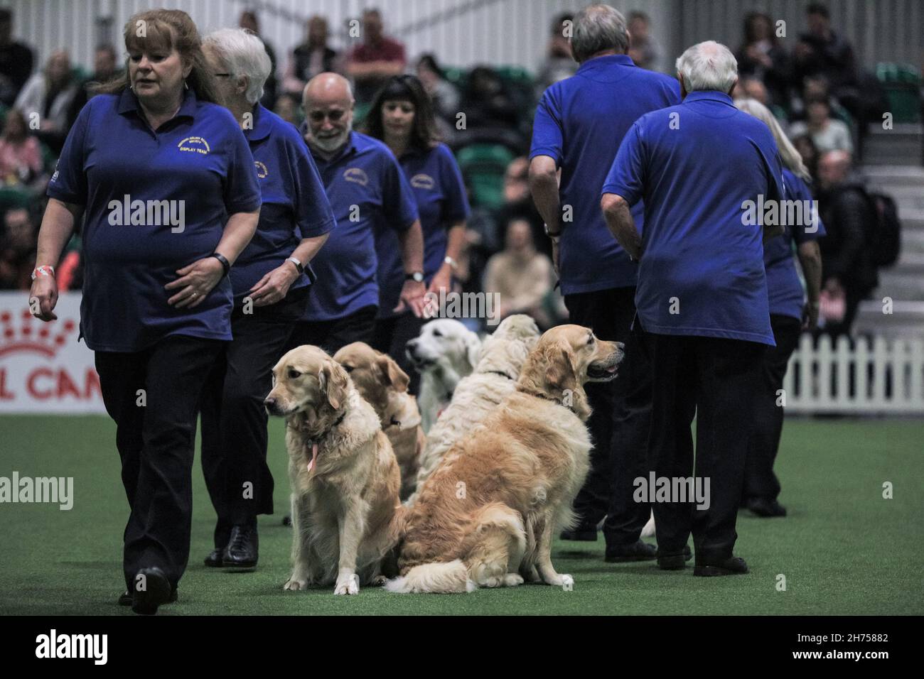 Excel Exhibition Centre, London, UK. 20th Nov, 2021. The Golden Retrievers  from the Southern Golden Retriever Display Team in the show arena with  their owners are a big hit with the audience.