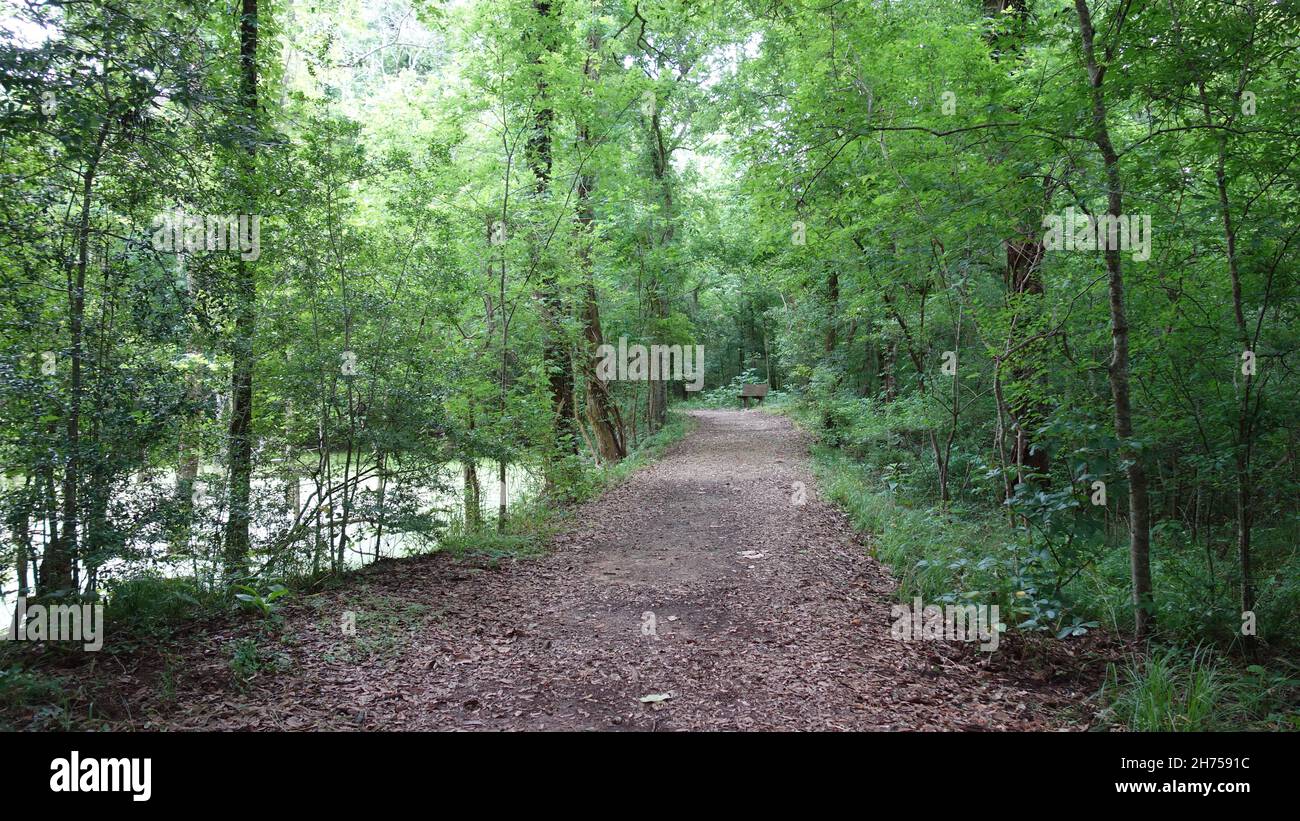 Path in the forest. Among the green trees Stock Photo - Alamy