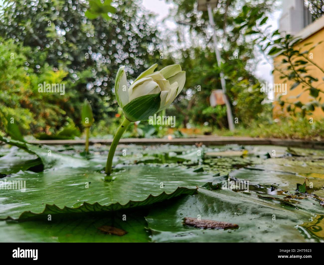 Close up white lotus green leaf in water pond hi-res stock photography ...