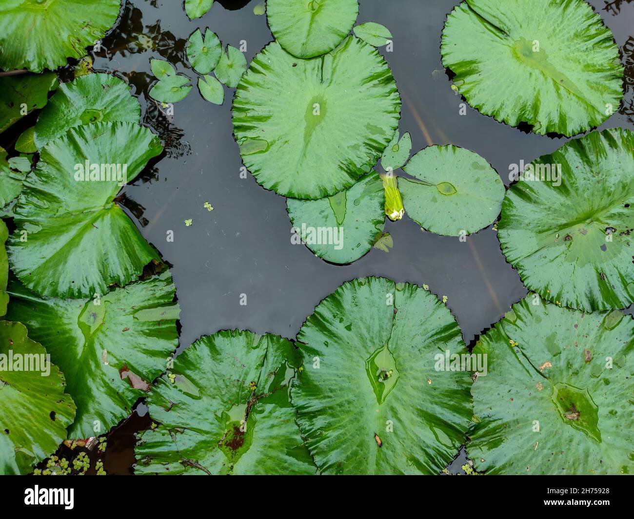 Top view of green lotus leaves floating on the water of a pond under ...