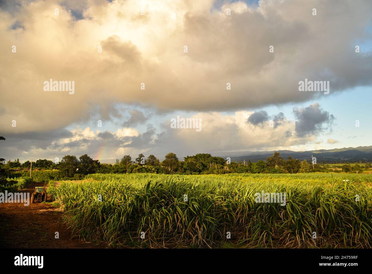 Lush green field of Ko, or sugarcane, at Kō Hana Distillers at sunset with parked tractor, home of Kō Hana Hawaiian Agricole Rum, Kunia, Hawaii, USA Stock Photo