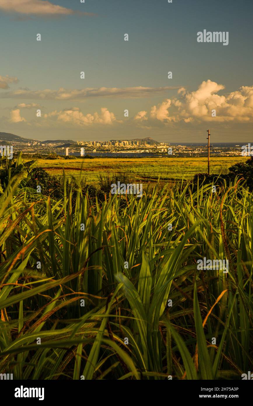 Distant view of Honolulu skyline and mountains through lush green field ...