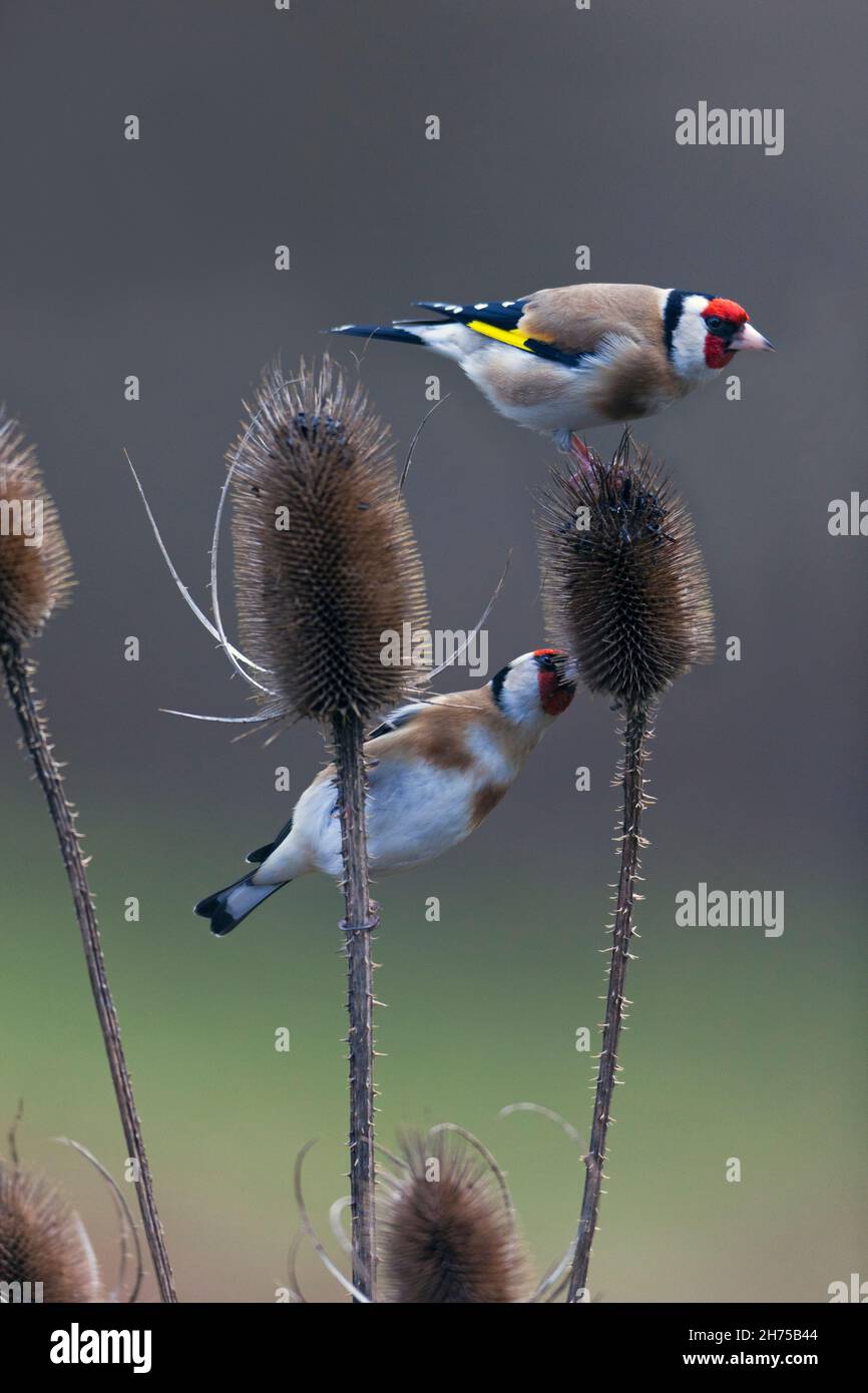 Goldfinch (Carduelis carduelis), feeding on Teasel plant, in winter, lower Saxony, Germany Stock Photo