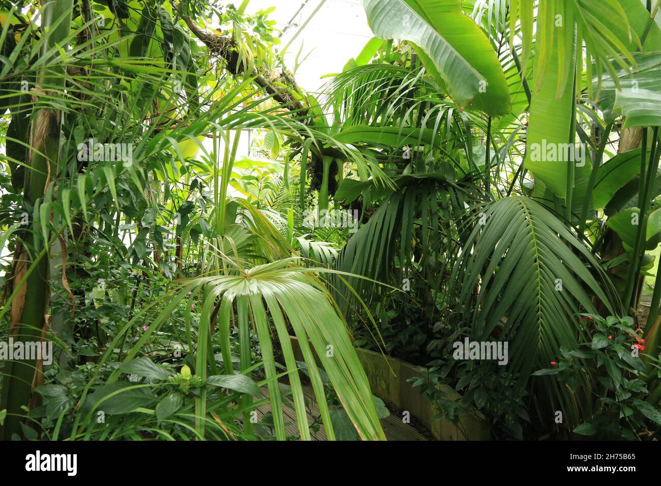 Green tropical plants growing in the Oxford Botanic Garden Stock Photo ...