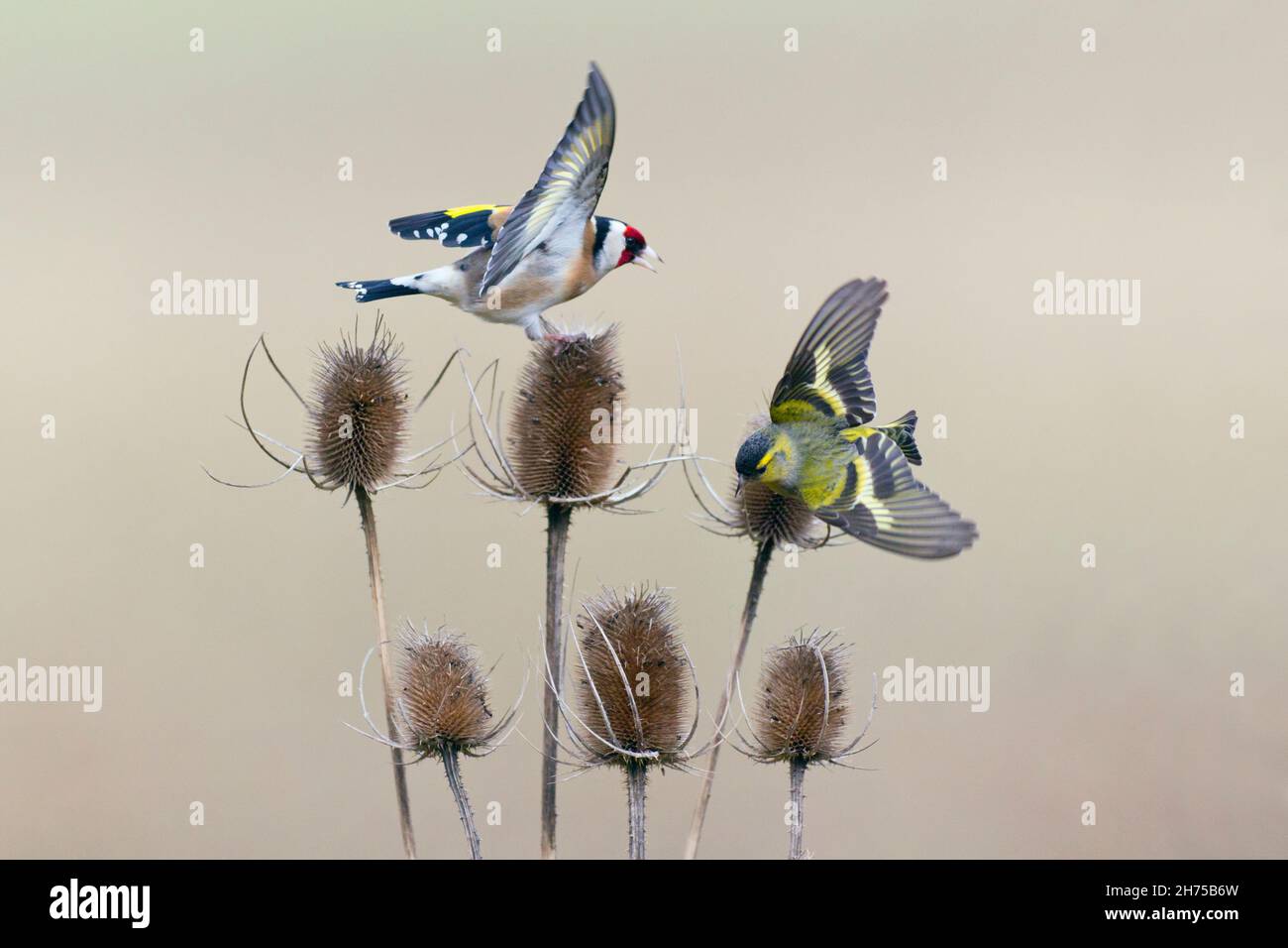 Goldfinch (Carduelis carduelis), and Siskin, (Carduelis spinus) feeding on Teasel plant, in winter, lower Saxony, Germany Stock Photo