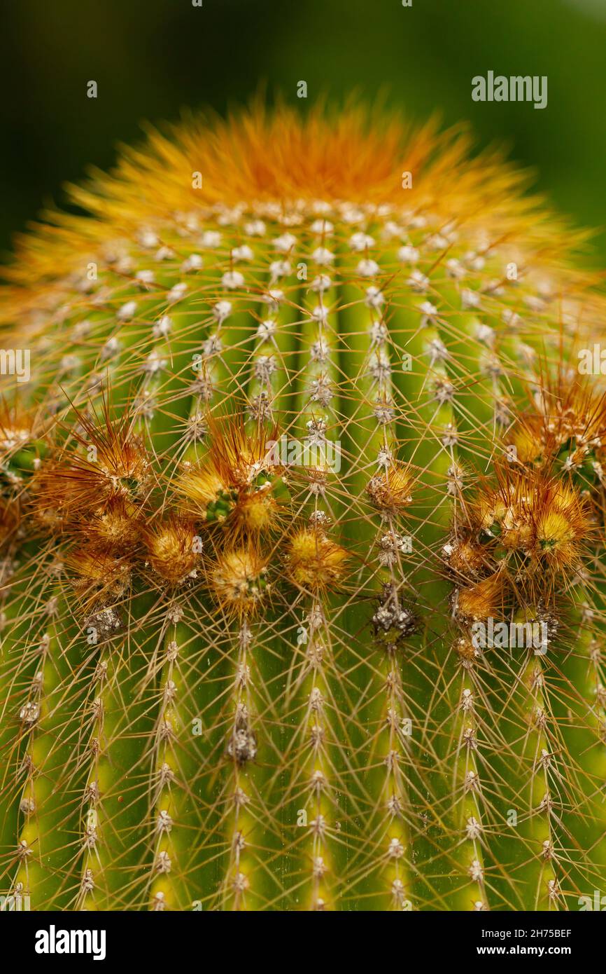 Selective focus vertical shot hi-res stock photography and images - Alamy