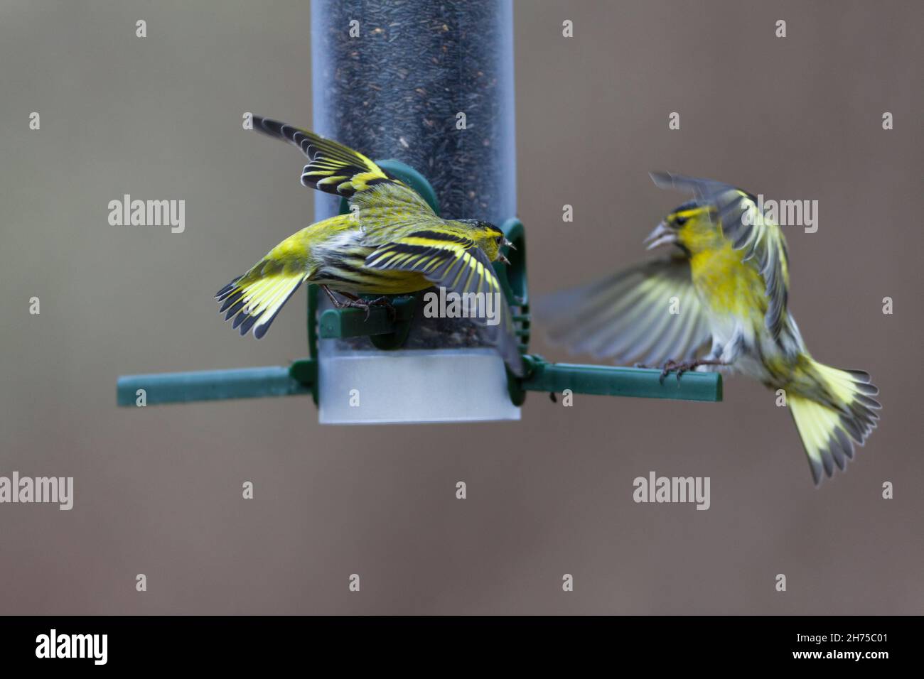 Eurasian Siskin, (Spinus spinus) two males squabbling over food at a bird feeder, Lower Saxony, Germany Stock Photo