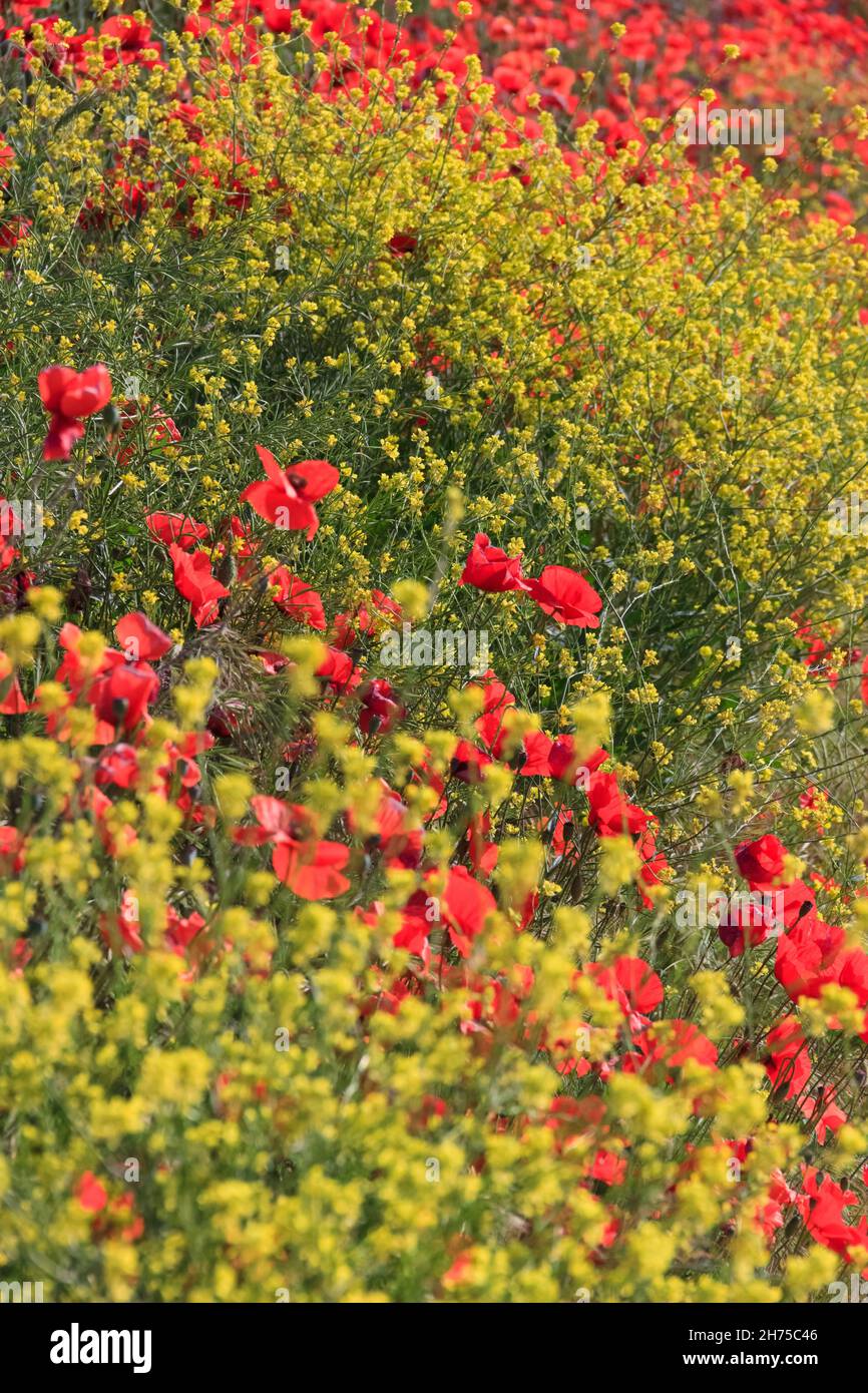 Springtime: poppies in a field of yellow wildflowers in Apulia, Italy. Spring colors in the countryside in the early morning. Stock Photo