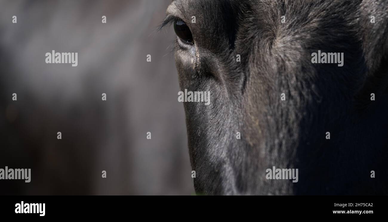 Wide image of front of the head of a black cow with focus on the eye and eyelashes. Left space for text Stock Photo