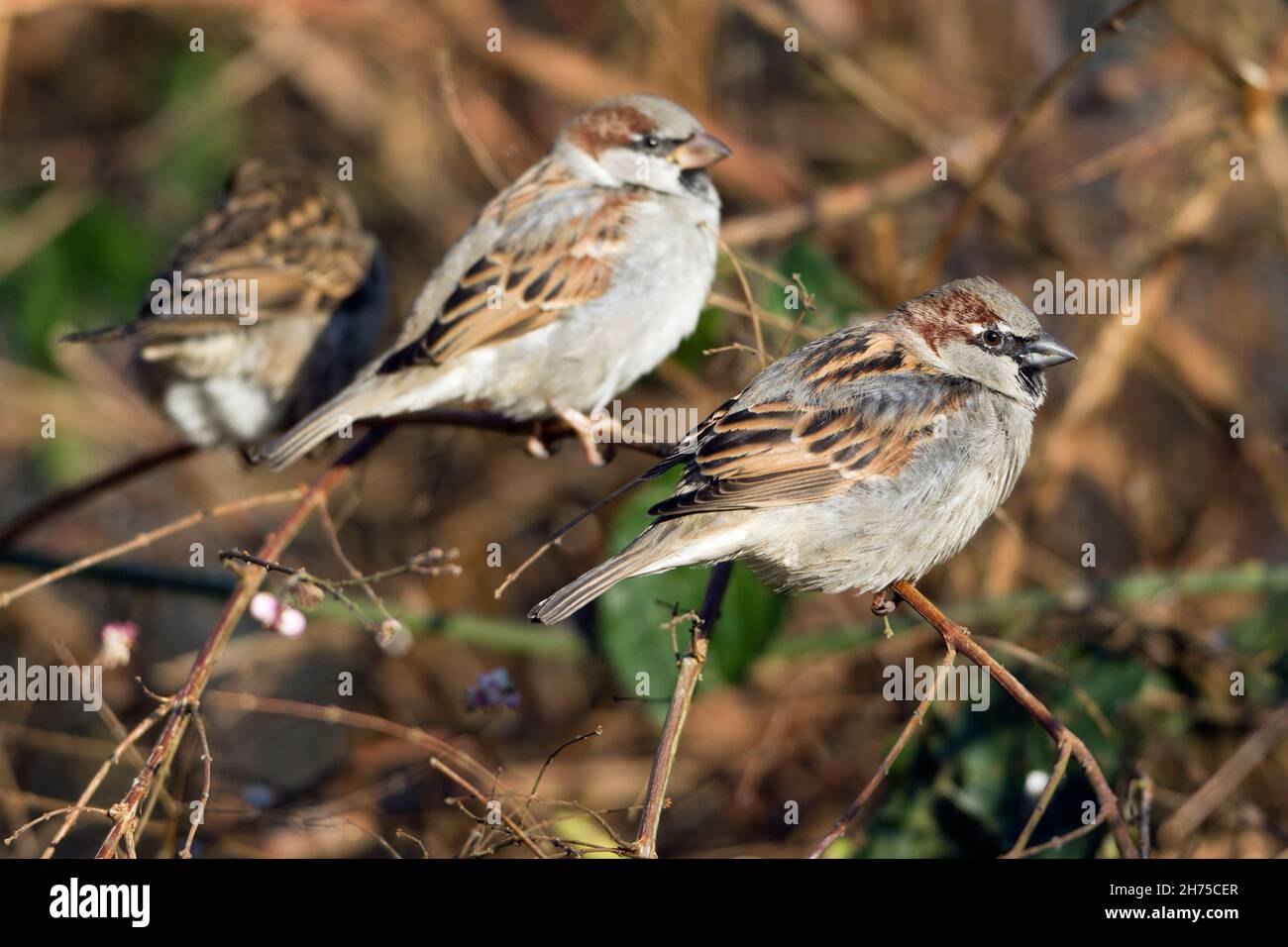 House sparrows, perched on twig, two males and a female, Lower Saxony, Germany Stock Photo